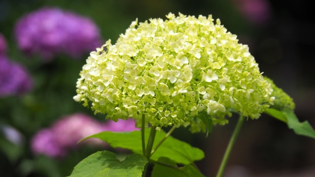 本土寺の紫陽花