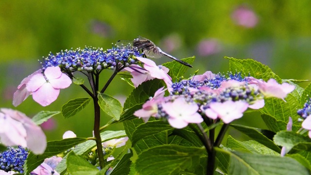 本土寺の紫陽花とトンボ