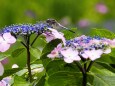 本土寺の紫陽花とトンボ