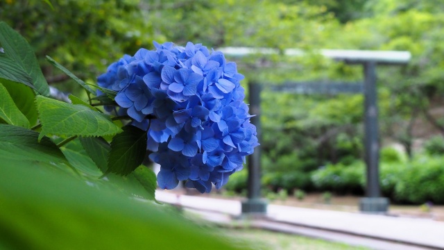 建長寺の紫陽花