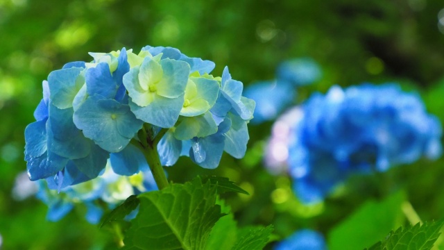 明月院の紫陽花