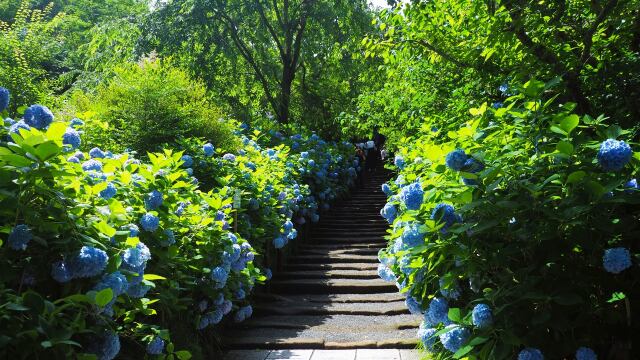 明月院の紫陽花