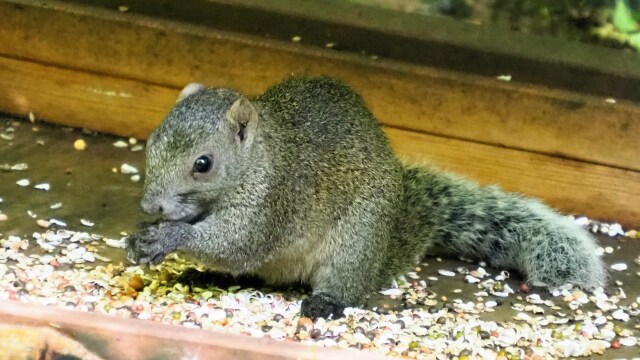 明月院のリス