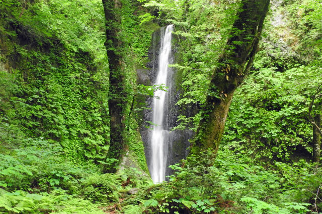 渓流 滝 初夏 6