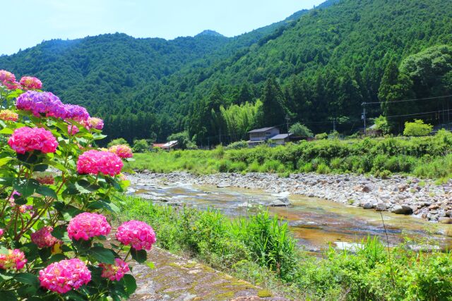 夏の里山