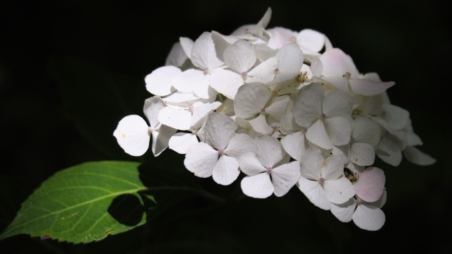 建長寺の紫陽花