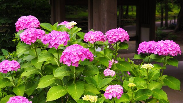 浄智寺の紫陽花