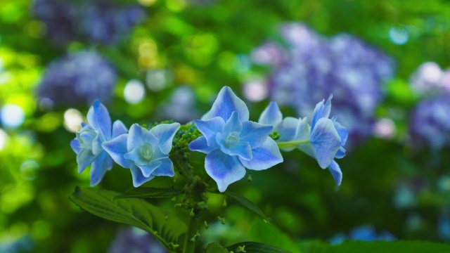 明月院の紫陽花