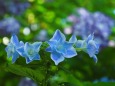 明月院の紫陽花