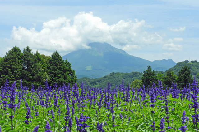 ブルーサルビアと大山