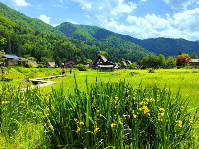 夏の白川郷