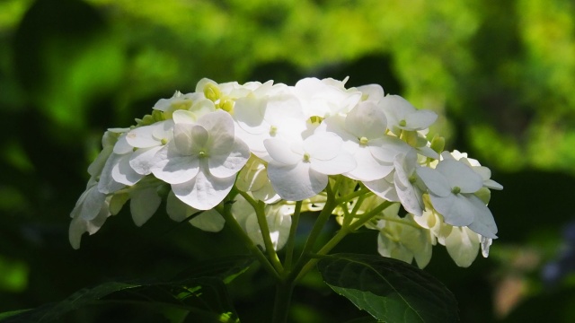 本土寺の紫陽花