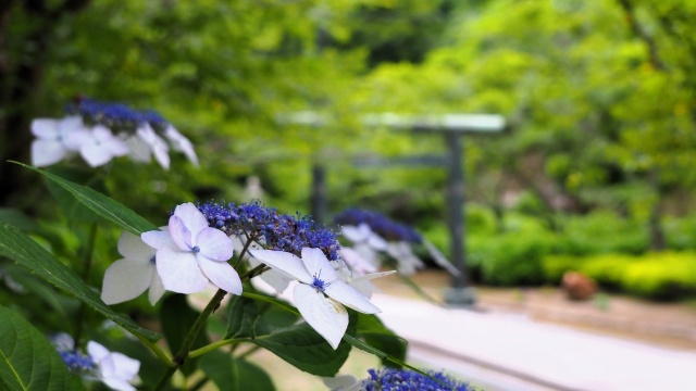 建長寺の紫陽花