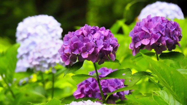 浄智寺の紫陽花