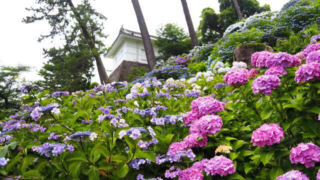 小田原城の紫陽花