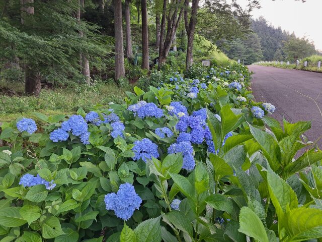 道沿いの紫陽花