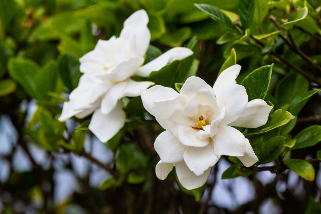 クチナシの花