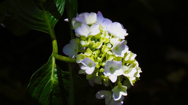 本土寺の紫陽花