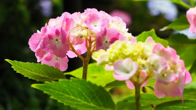 本土寺の紫陽花