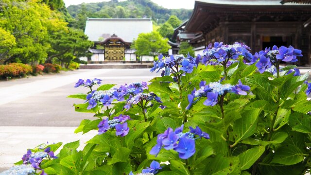 建長寺の紫陽花