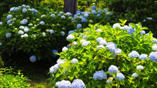 浄智寺の紫陽花