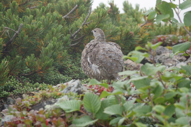 小仙丈ヶ岳のママ雷鳥