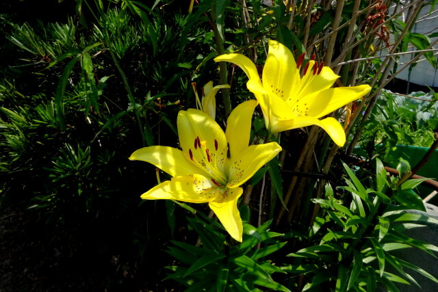 黄色いユリの花