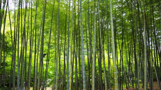 建長寺の竹林