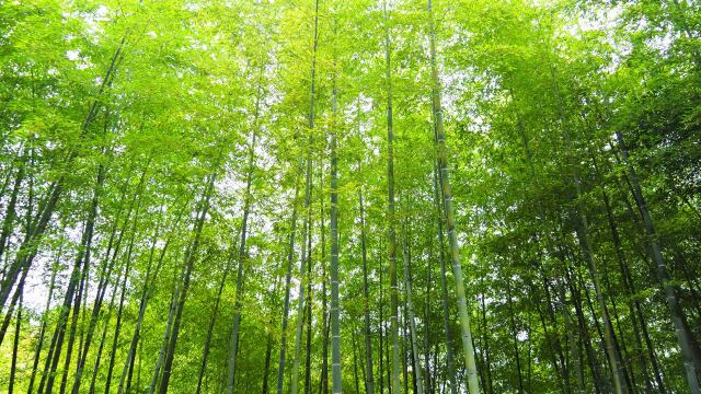 建長寺の竹林