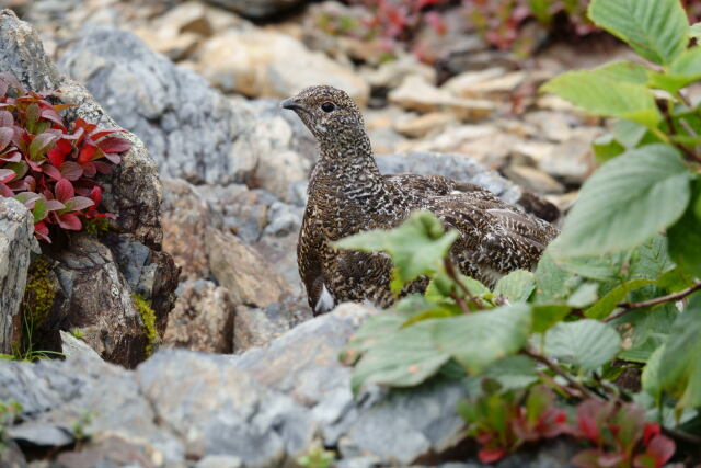 小仙丈ヶ岳のチビ雷鳥