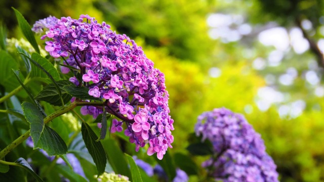 建長寺の紫陽花