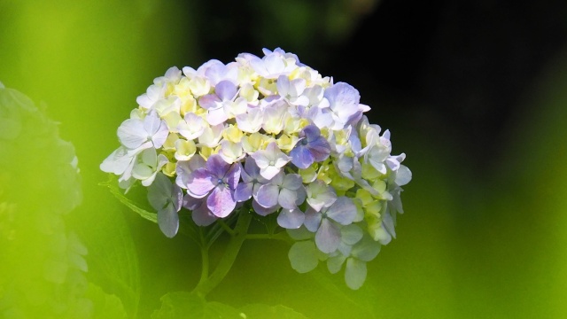 建長寺の紫陽花