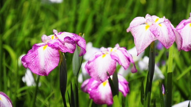 明月院の花菖蒲