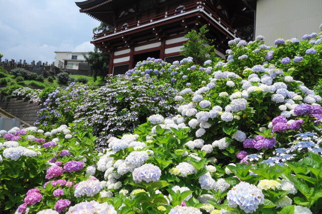 山門前に咲く紫陽花②