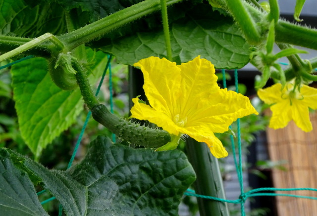 元気な 庭先のキュウリの花