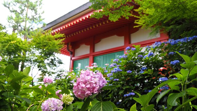 高幡不動尊の紫陽花