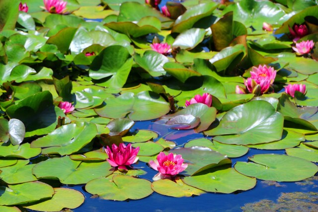 夏の花