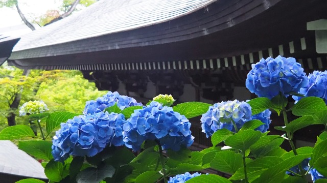 高幡不動尊の紫陽花