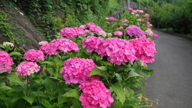 船岡城址公園の紫陽花