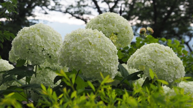 船岡城址公園の紫陽花