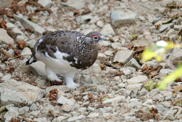 雷鳥坂の雄雷鳥