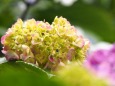 高幡不動尊の紫陽花