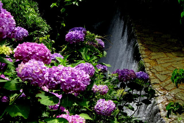 滝に咲いている紫陽花