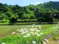 夏の里山