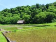 夏の里山