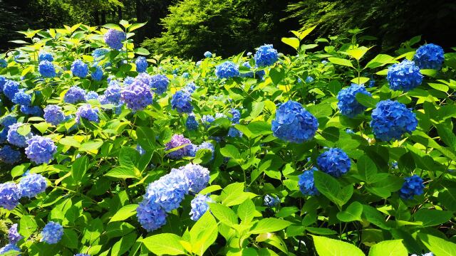 明月院の紫陽花