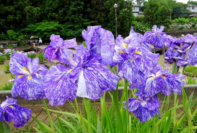 過行く花菖蒲の季節