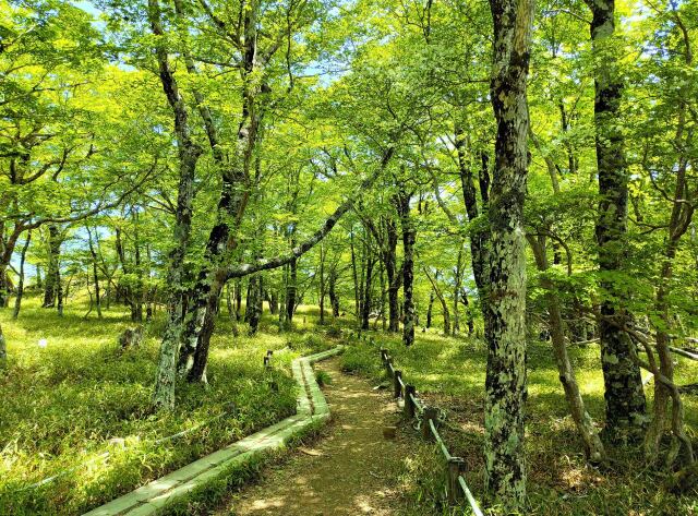 夏の大台ケ原