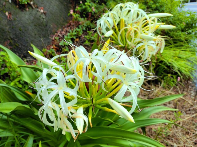 夏の花