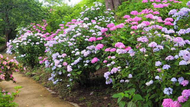 船岡城址公園の紫陽花